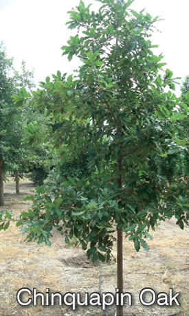Chinquapin Oak Tree