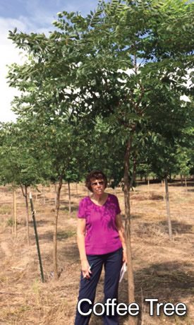Coffee Tree