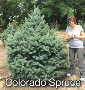 Colorado Spruce, Alta Vista, KS