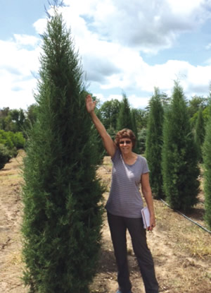 Double Bar Pine Nursery Fruit Trees