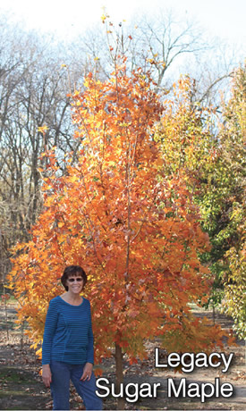 Legacy Sugar Maple