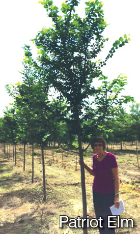Patriot Elm