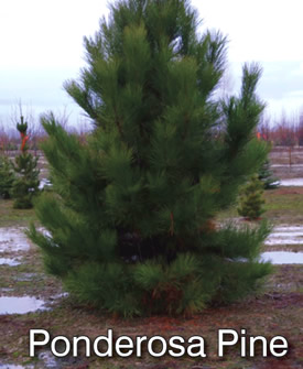Ponderosa Pine