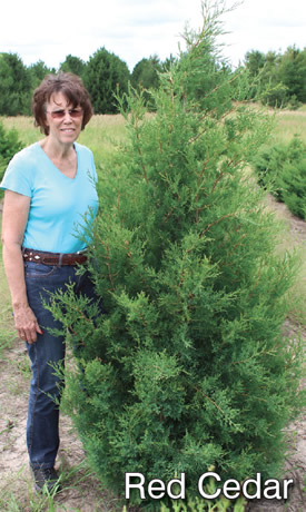 Red Cedar