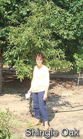 Shingle Oak Tree