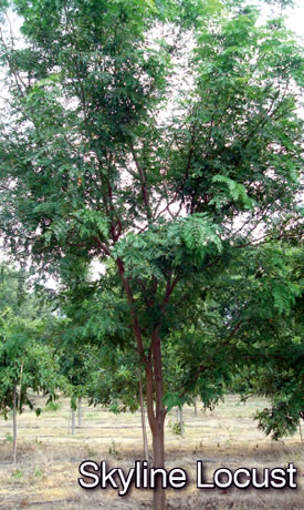 Skyline Locust Tree