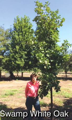 Swamp White Oak