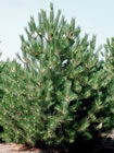 Conifer tree gallery