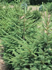 Spruce tree gallery