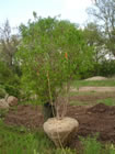 Amur Maple trees for sale