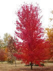 Ornamental & shade tree gallery