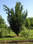 English Oak trees for sale