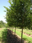 Frontier Elm trees for sale