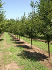 Greenspire Linden trees for sale