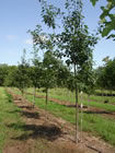 Red Oak trees for sale