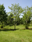 Skyline Locust trees for sale