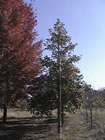 Swamp White Oak trees for sale