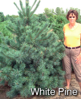 White Pine